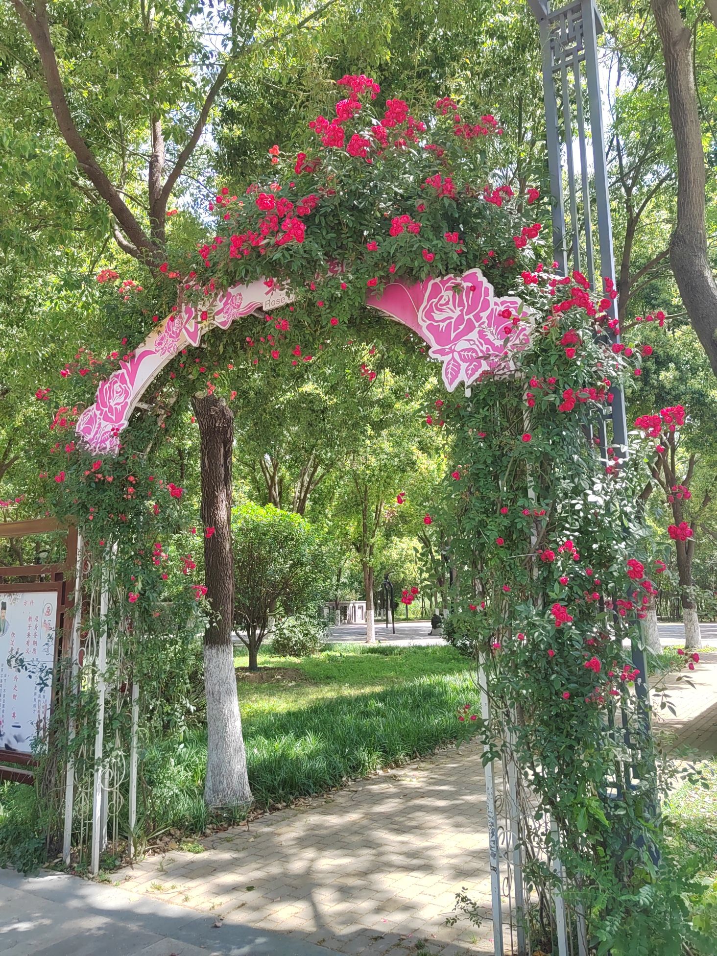 南阳月季公园旅行图片 3