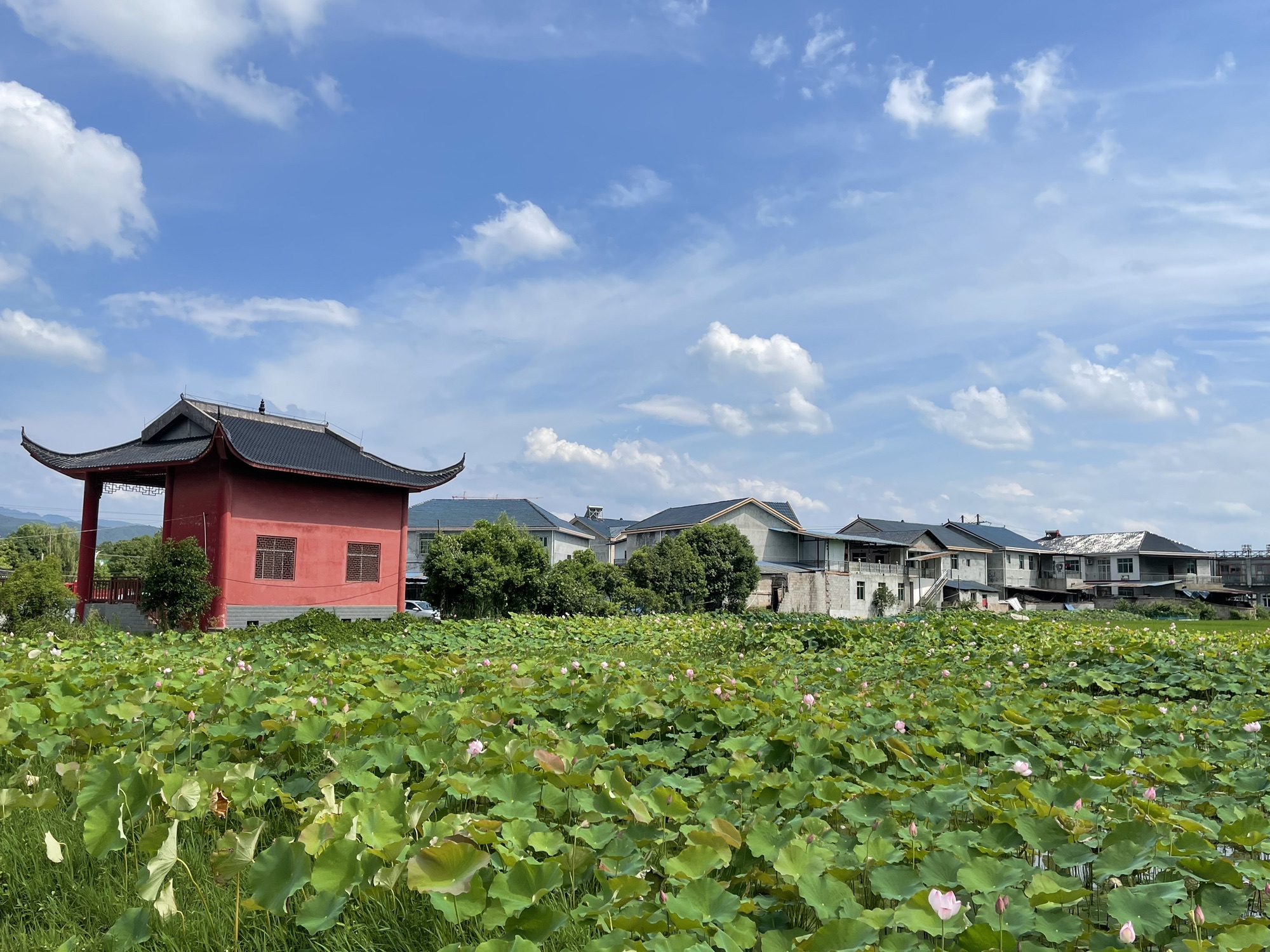 花背荷花园旅行图片 2