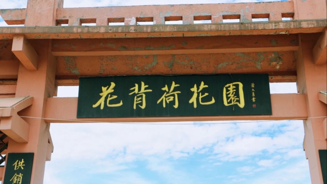 花背荷花园旅行图片 2