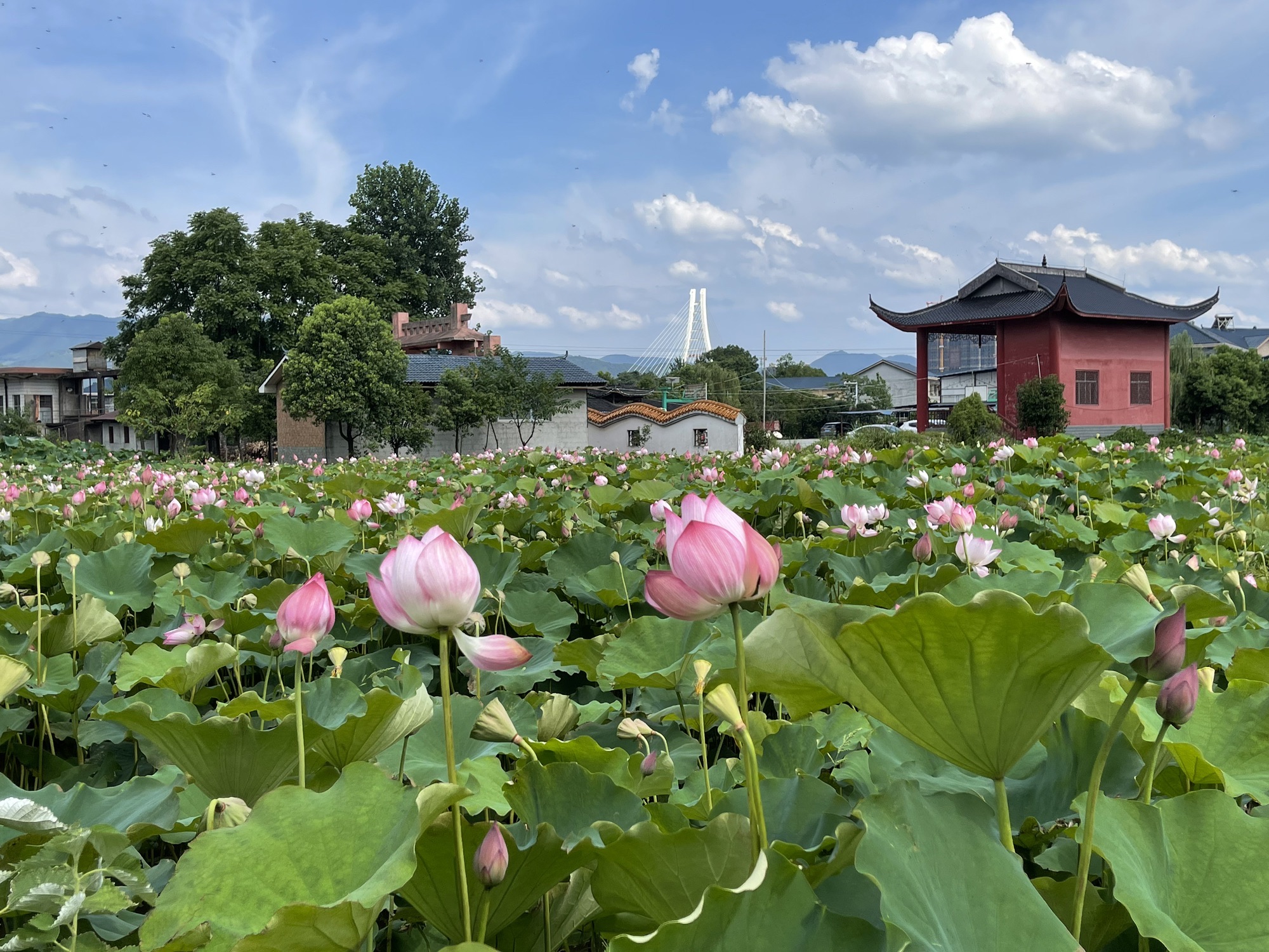 花背荷花园旅行图片 1