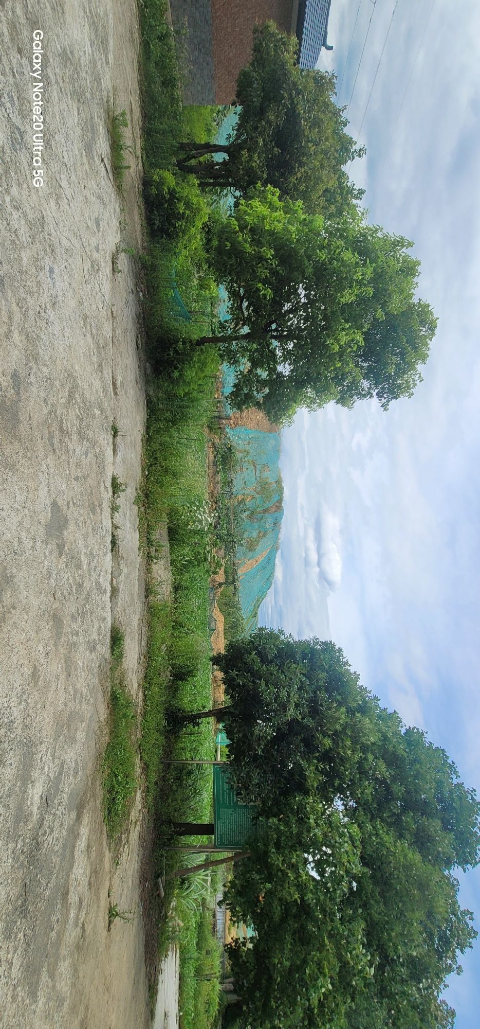 花背荷花园旅行图片 3