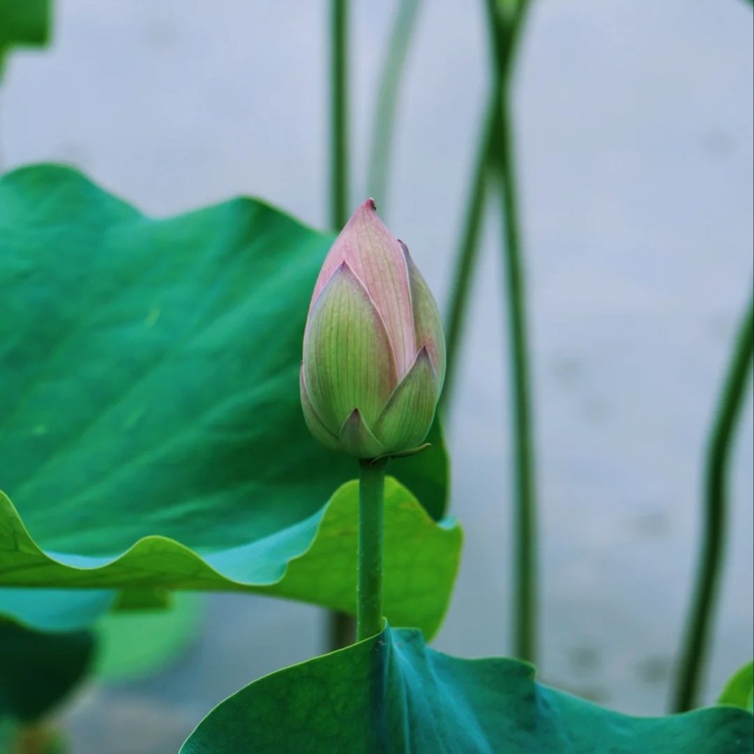 花背荷花园旅行图片 3