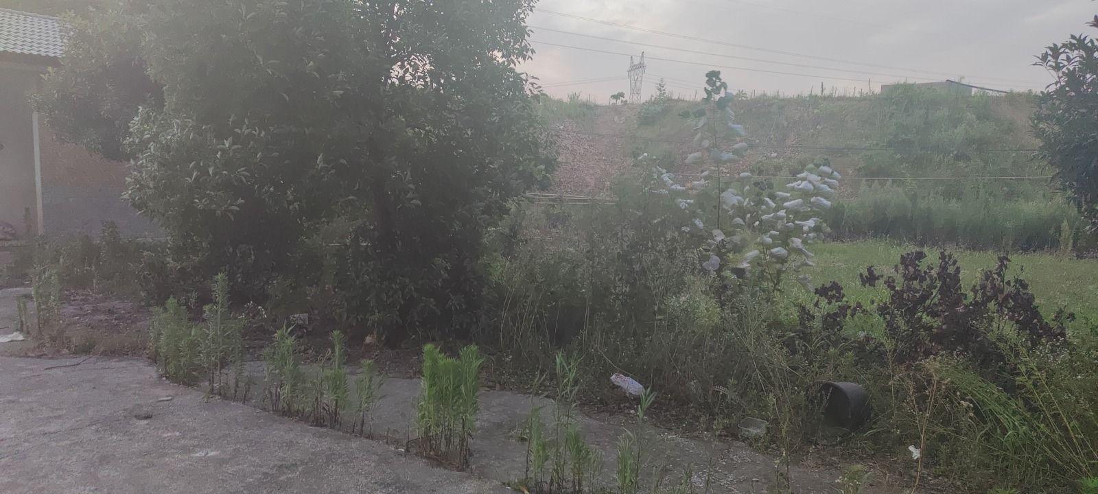 花背荷花园旅行图片 2