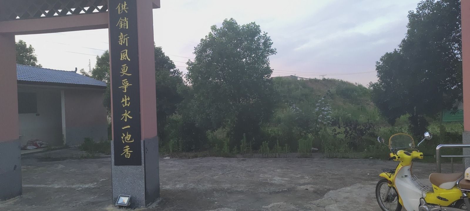 花背荷花园旅行图片 1