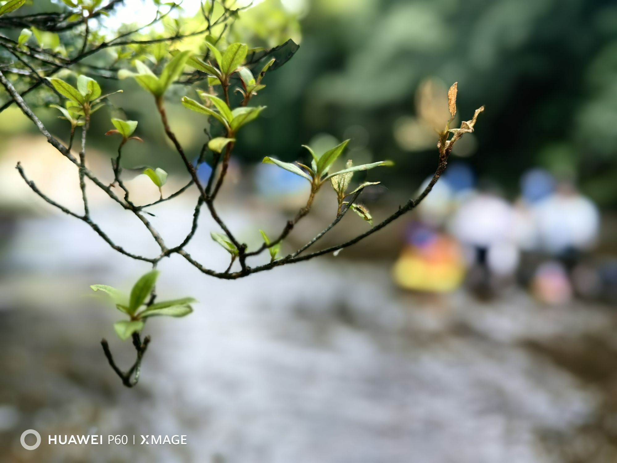 百米长滩度假区旅行图片 2