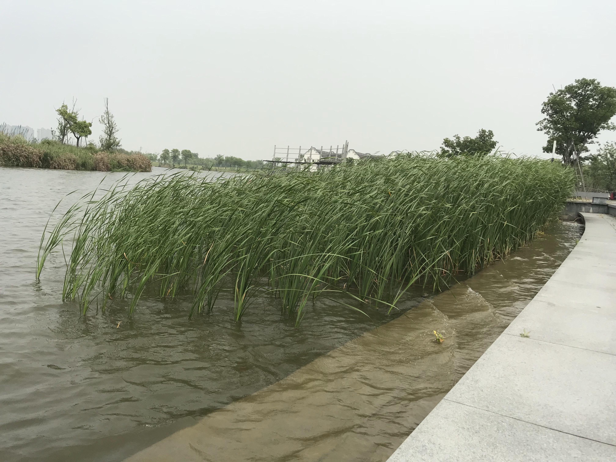 杭州湾新区观塘湖公园旅行图片 1