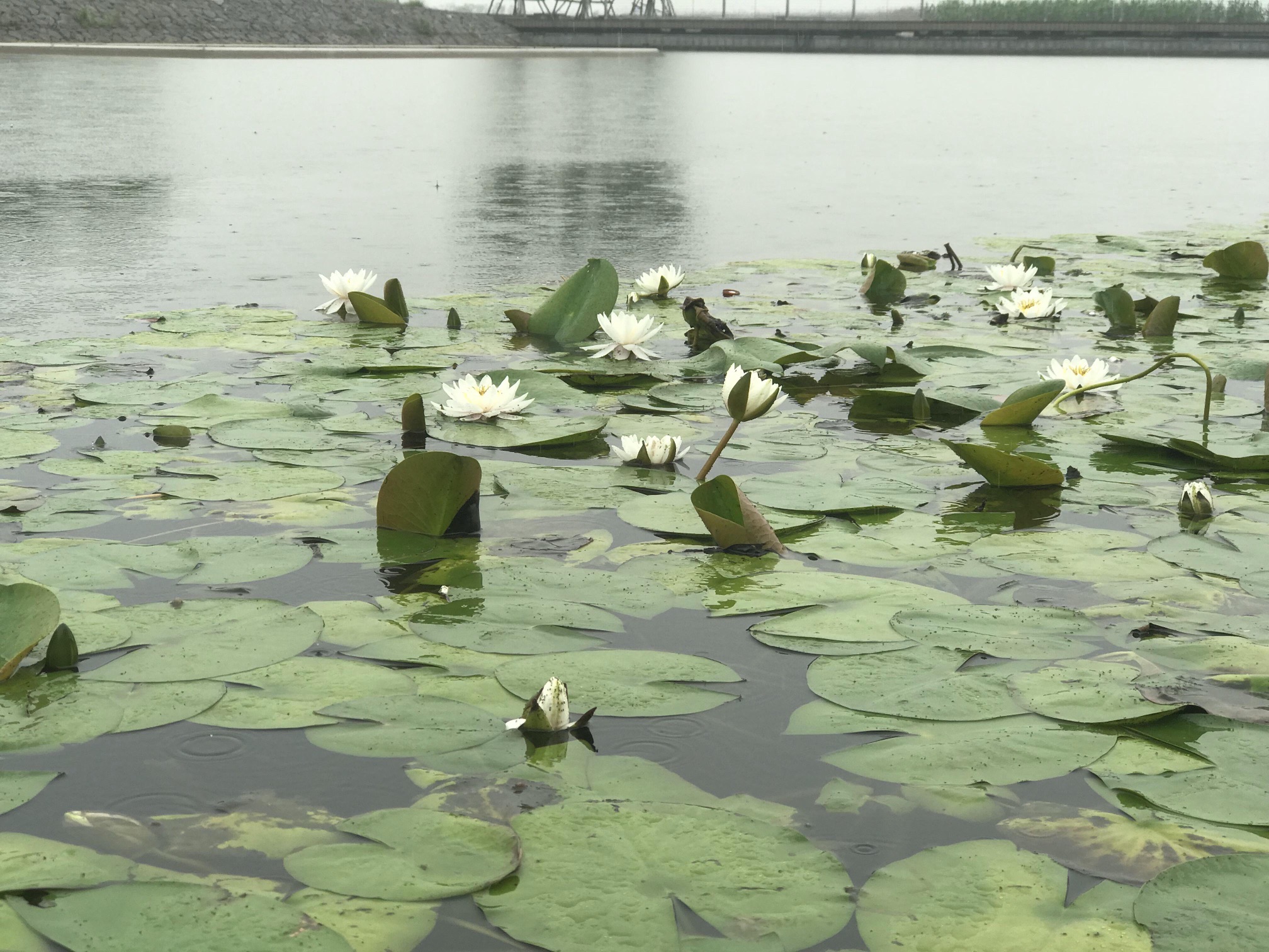 杭州湾新区观塘湖公园旅行图片 3