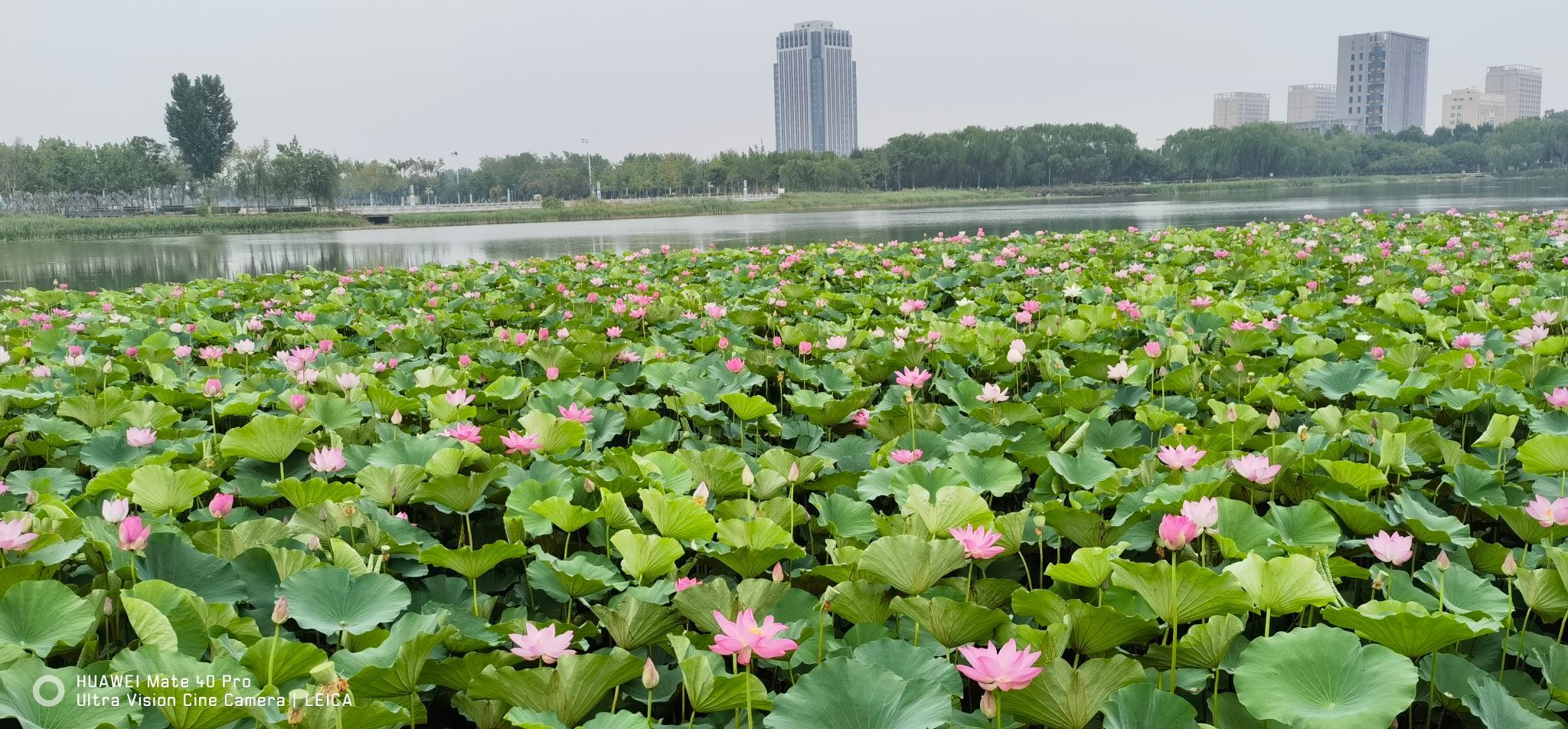 滑县东湖风景区旅行图片 1