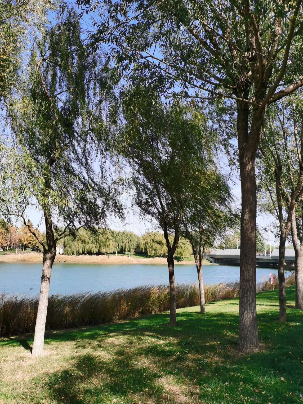 月湖公园旅行图片 3
