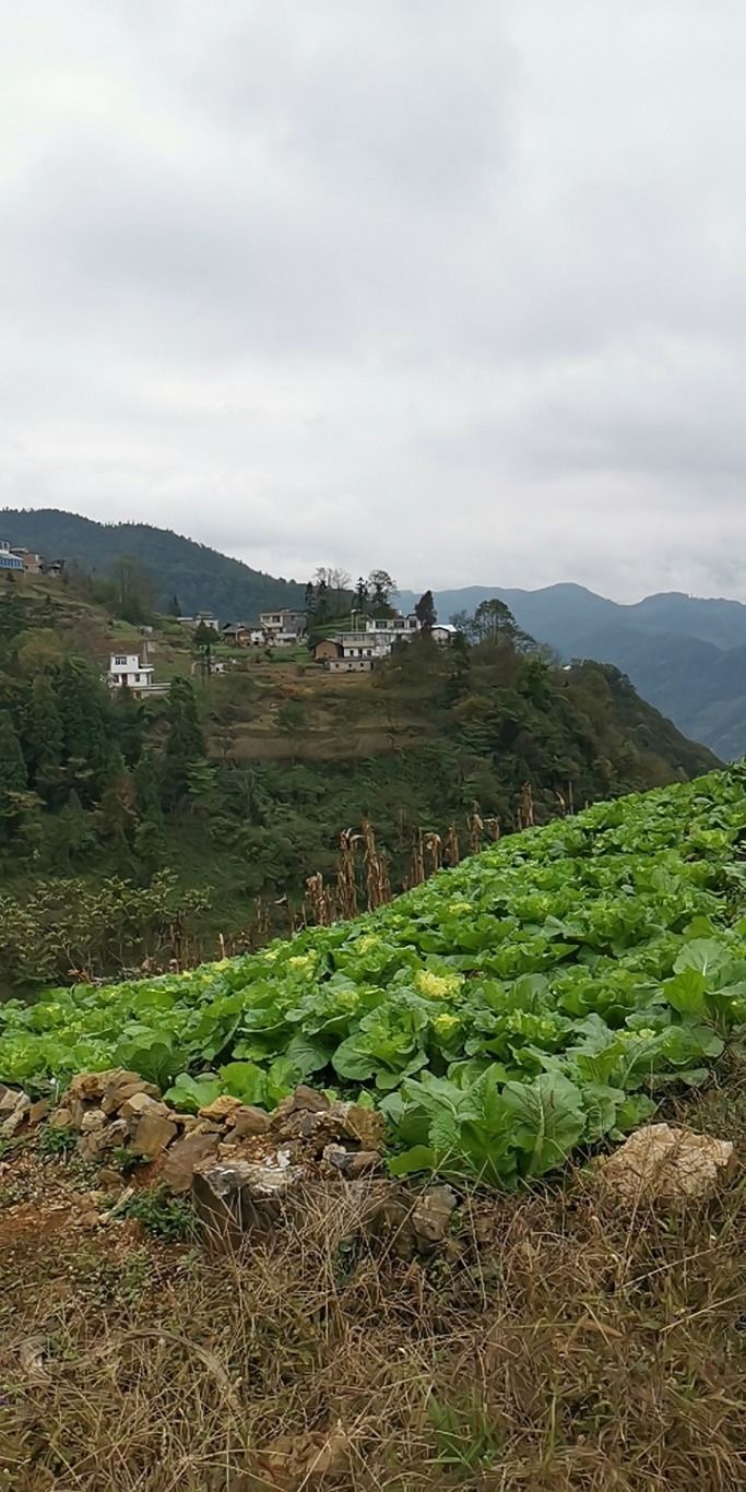 回龙寺实景照片