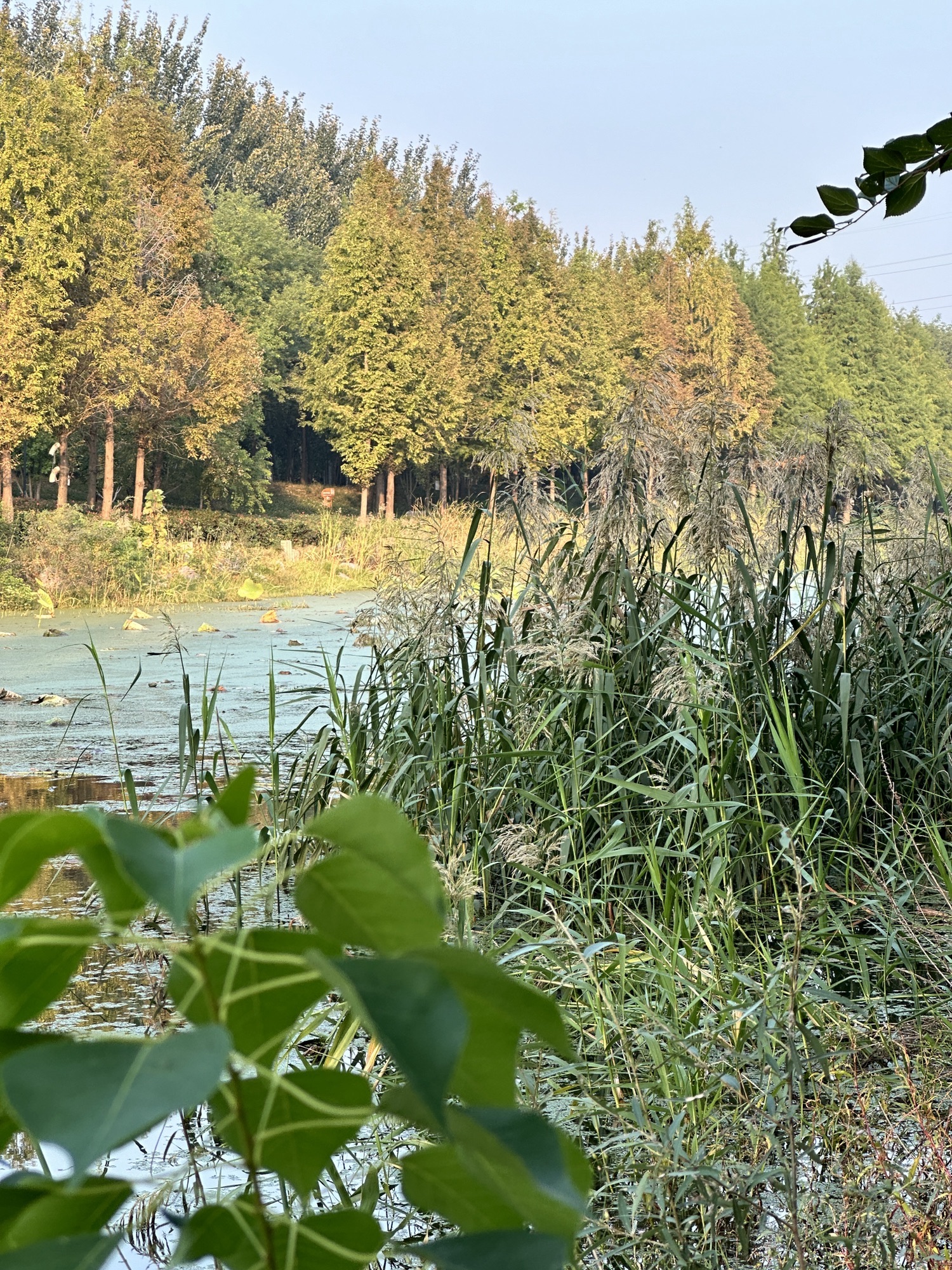 清凉寺旅行图片 3
