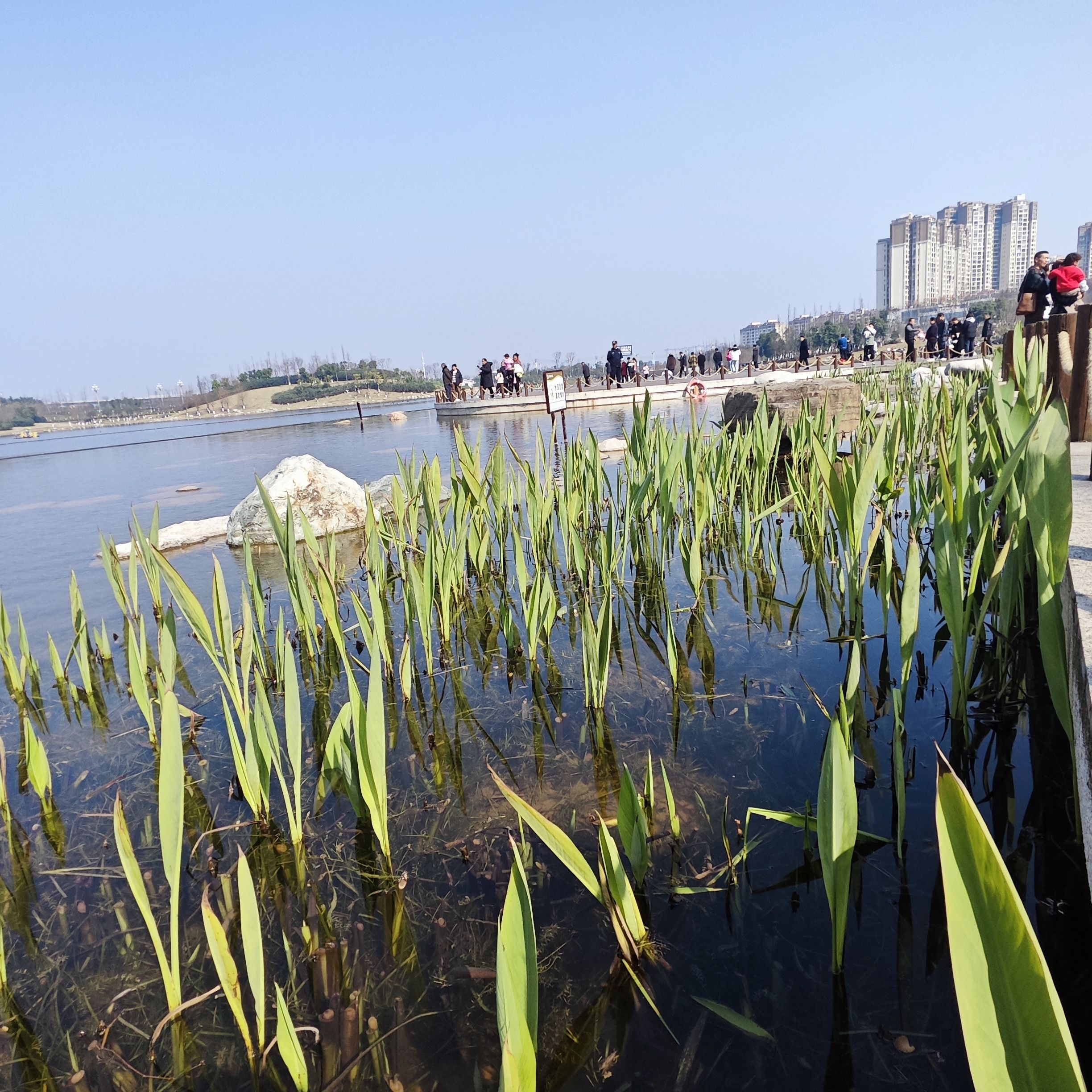 龙湖湿地公园旅行图片 3