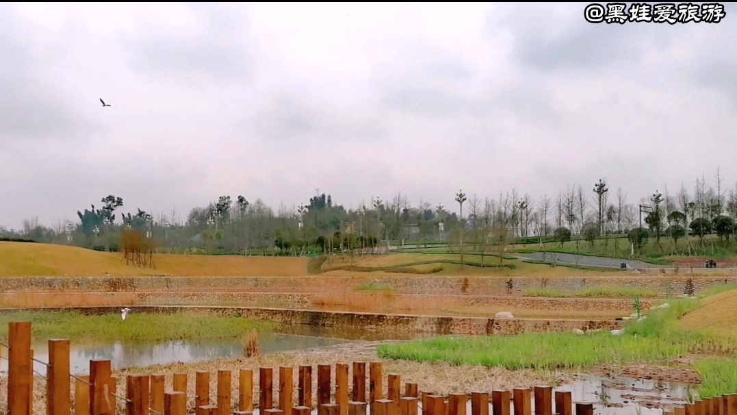 龙湖湿地公园旅行图片 3