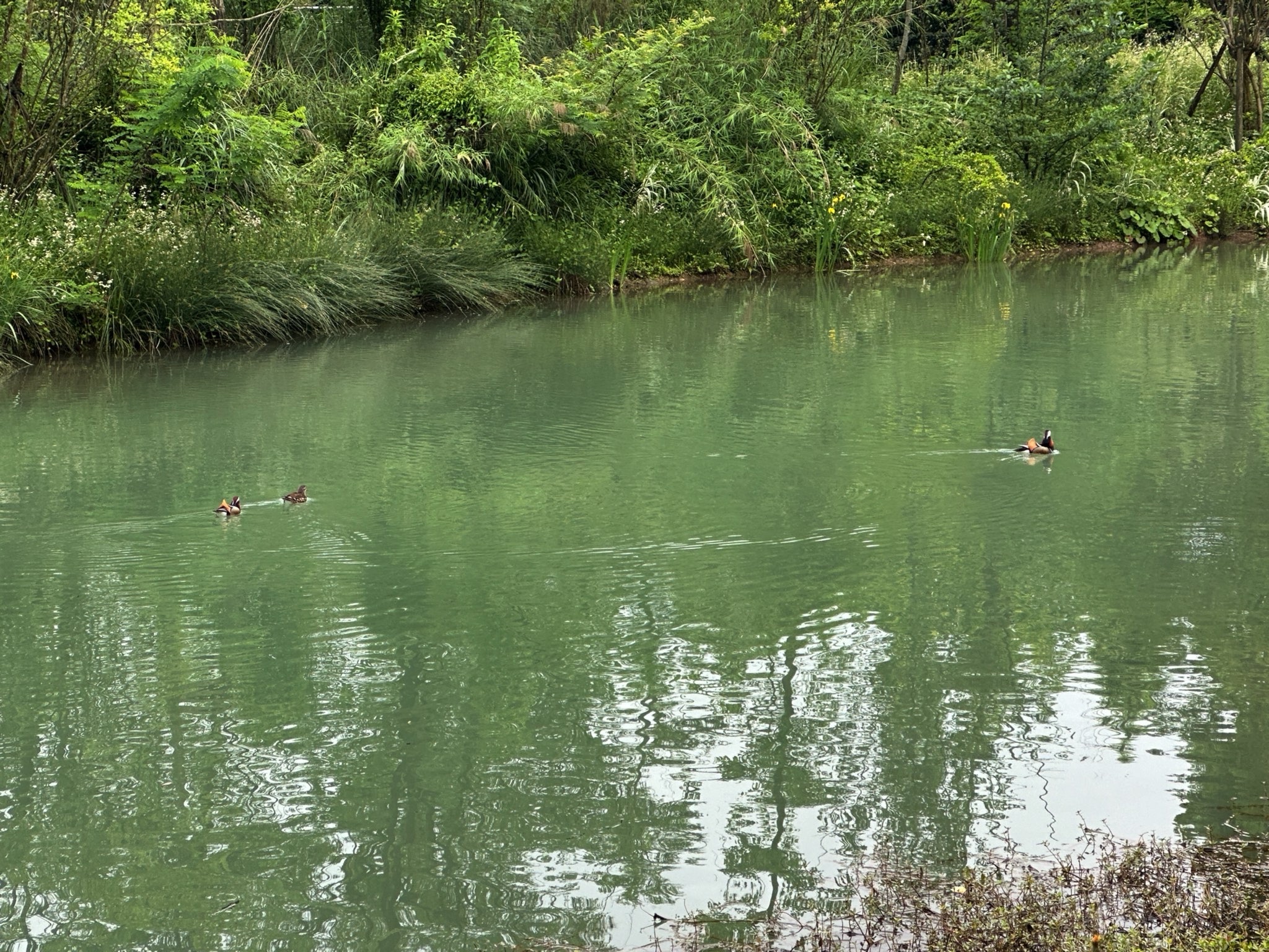 慈朗湖湿地公园旅行图片 3