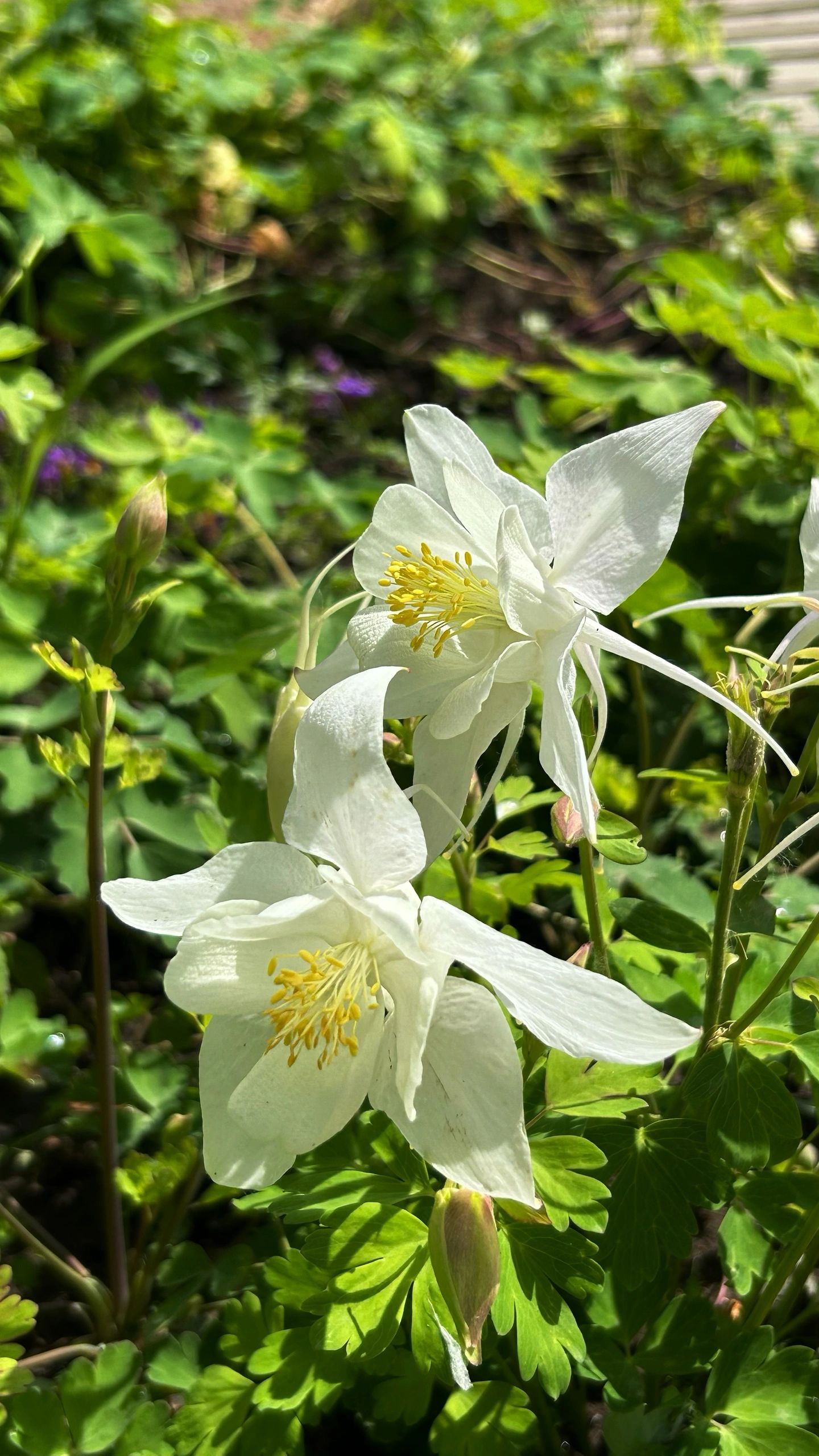 响水村百花园旅行图片 2