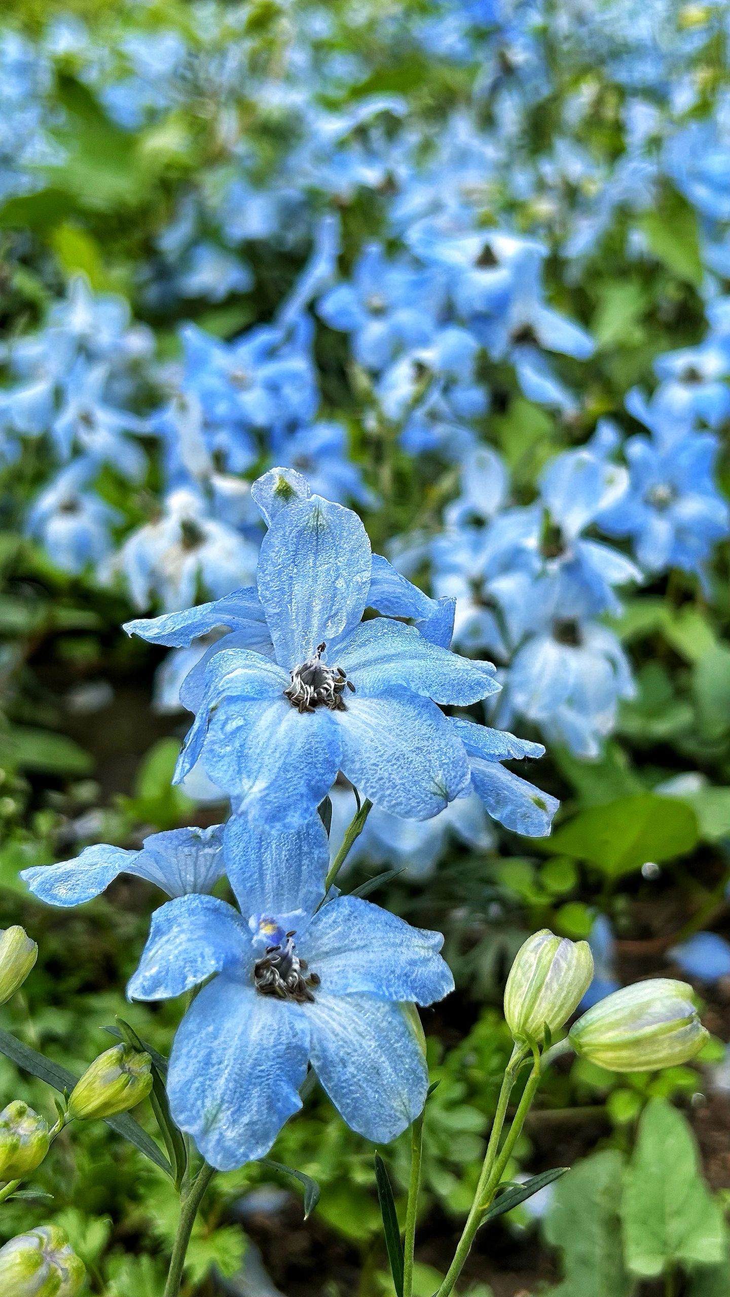 响水村百花园旅行图片 3
