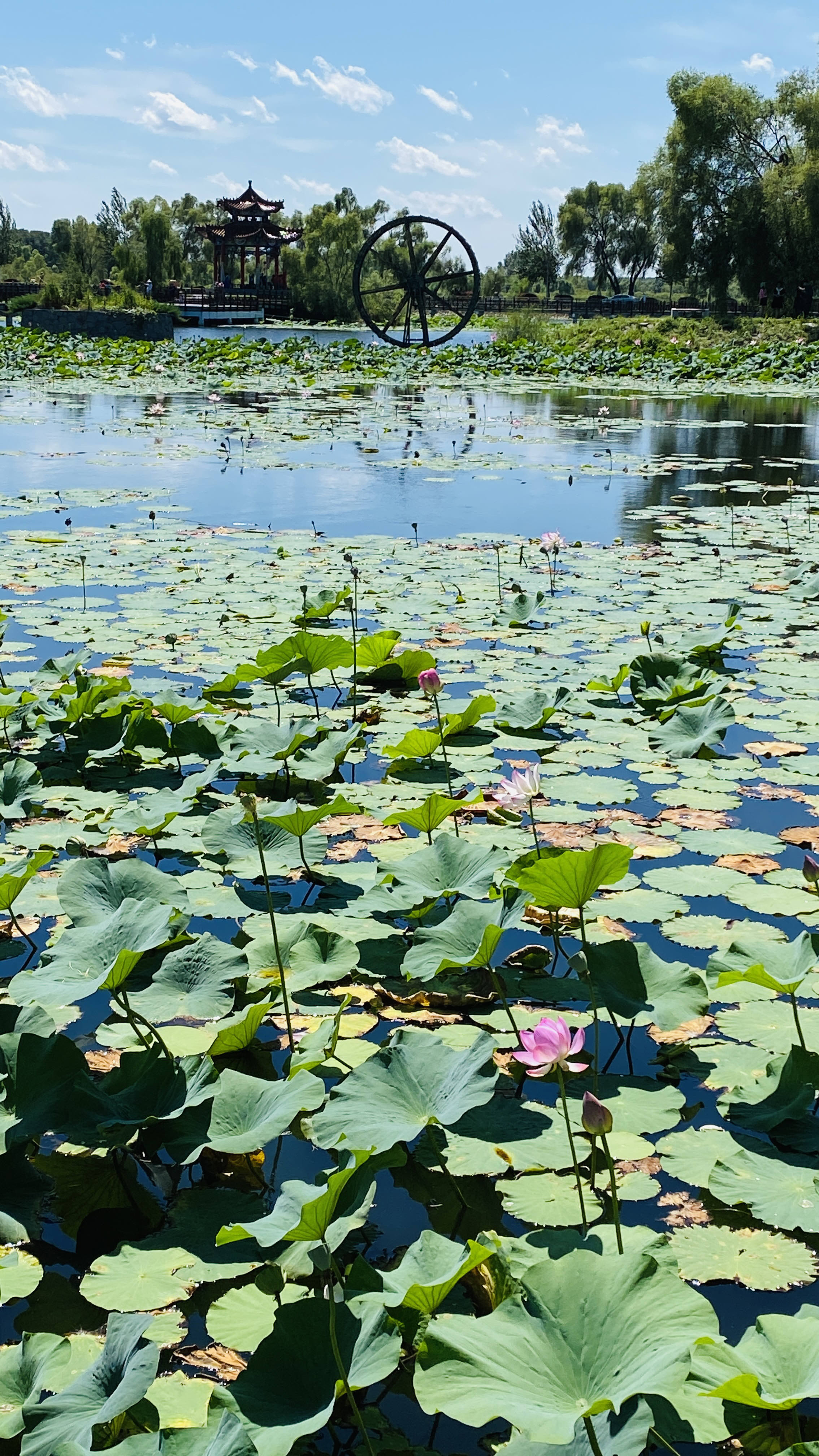 荷花湖旅行图片 3