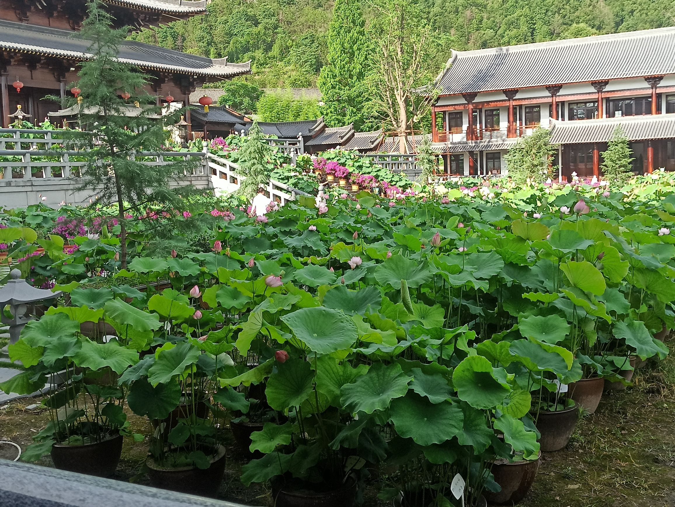 护国寺