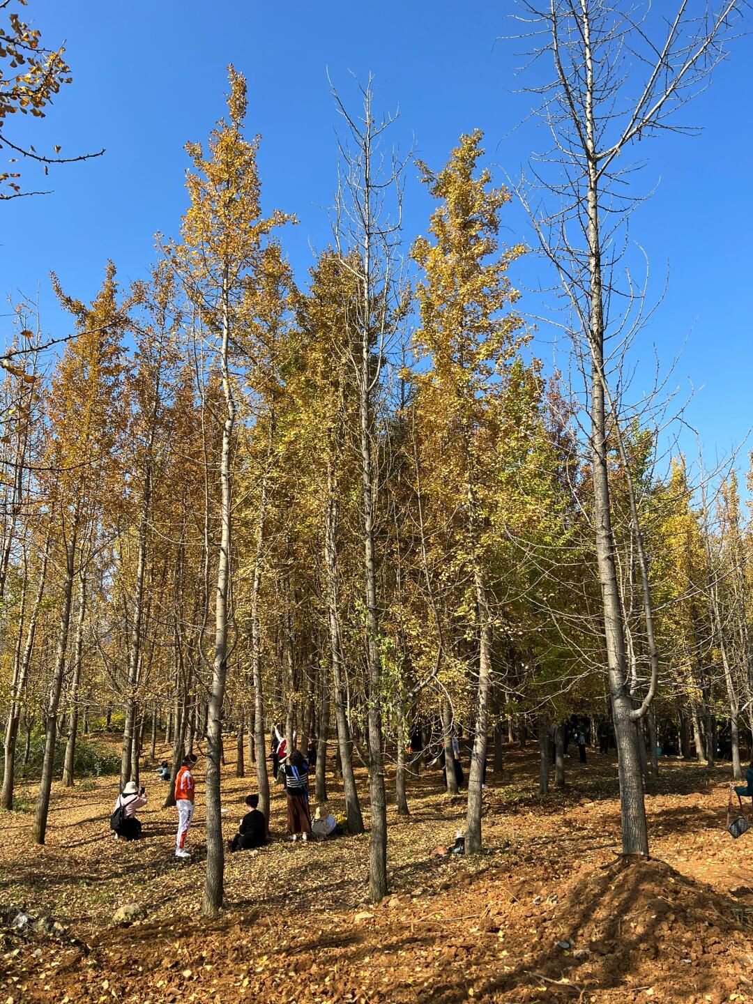 幸福村银杏树林旅行图片 2