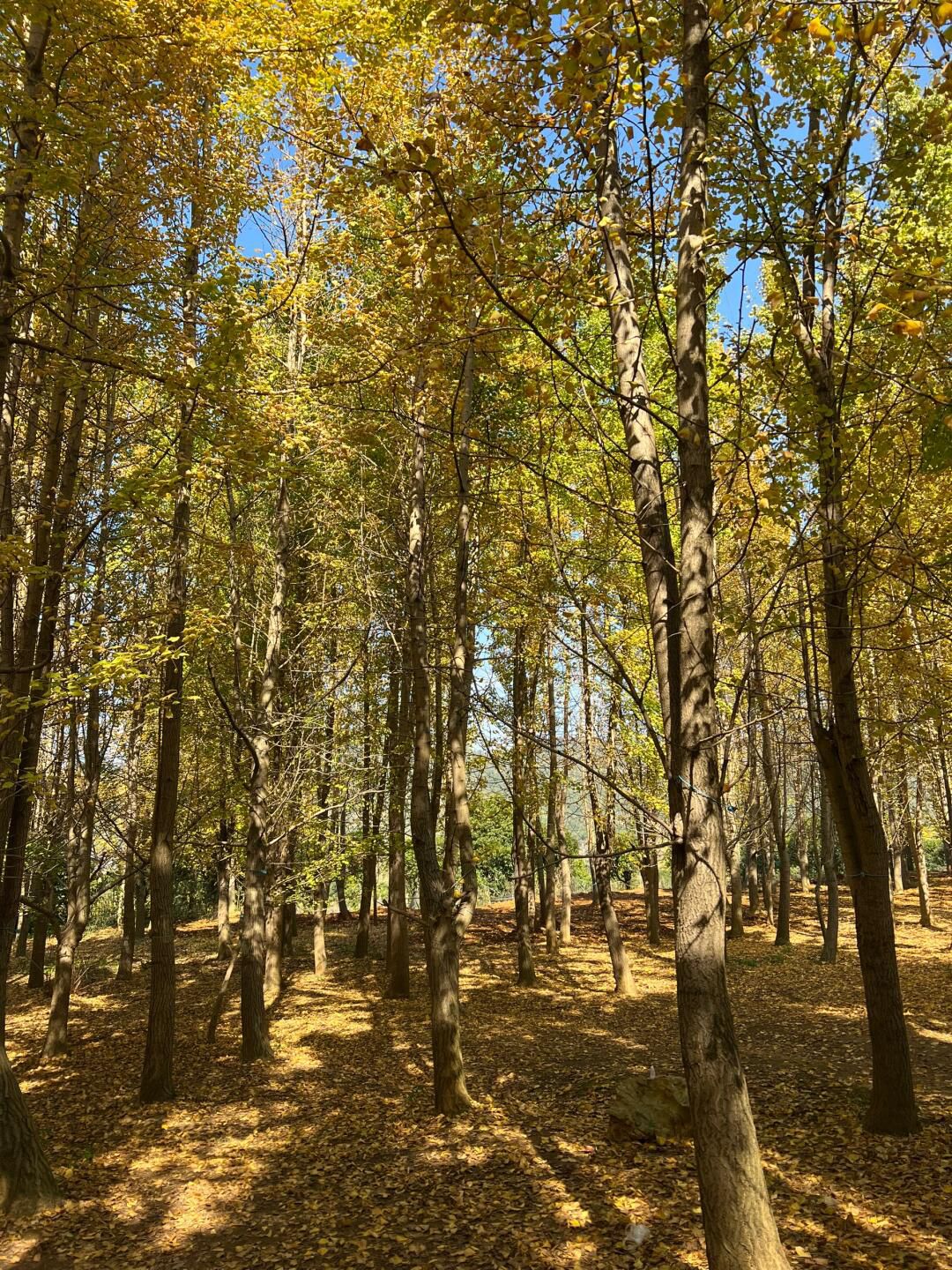 幸福村银杏树林旅行图片 3