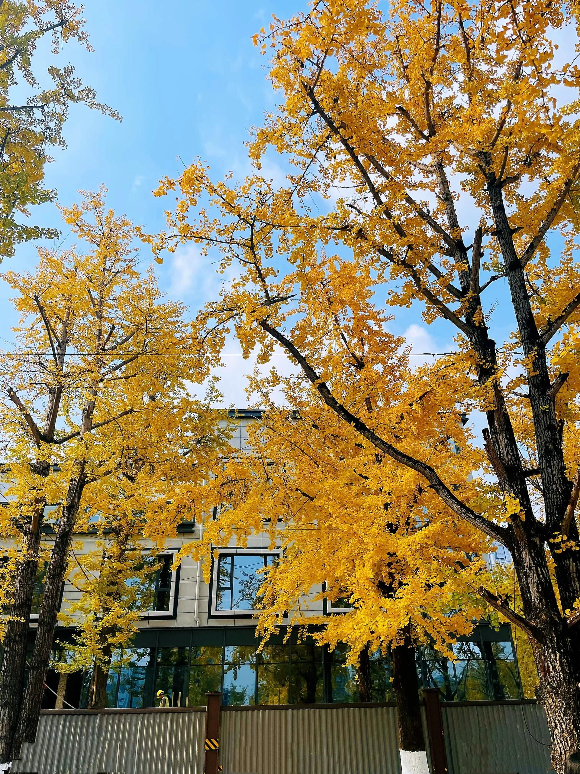 幸福村银杏树林旅行图片 3