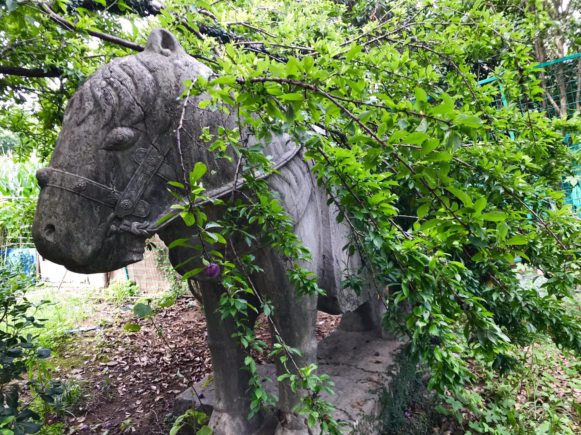 吉山失考石刻旅行图片 1