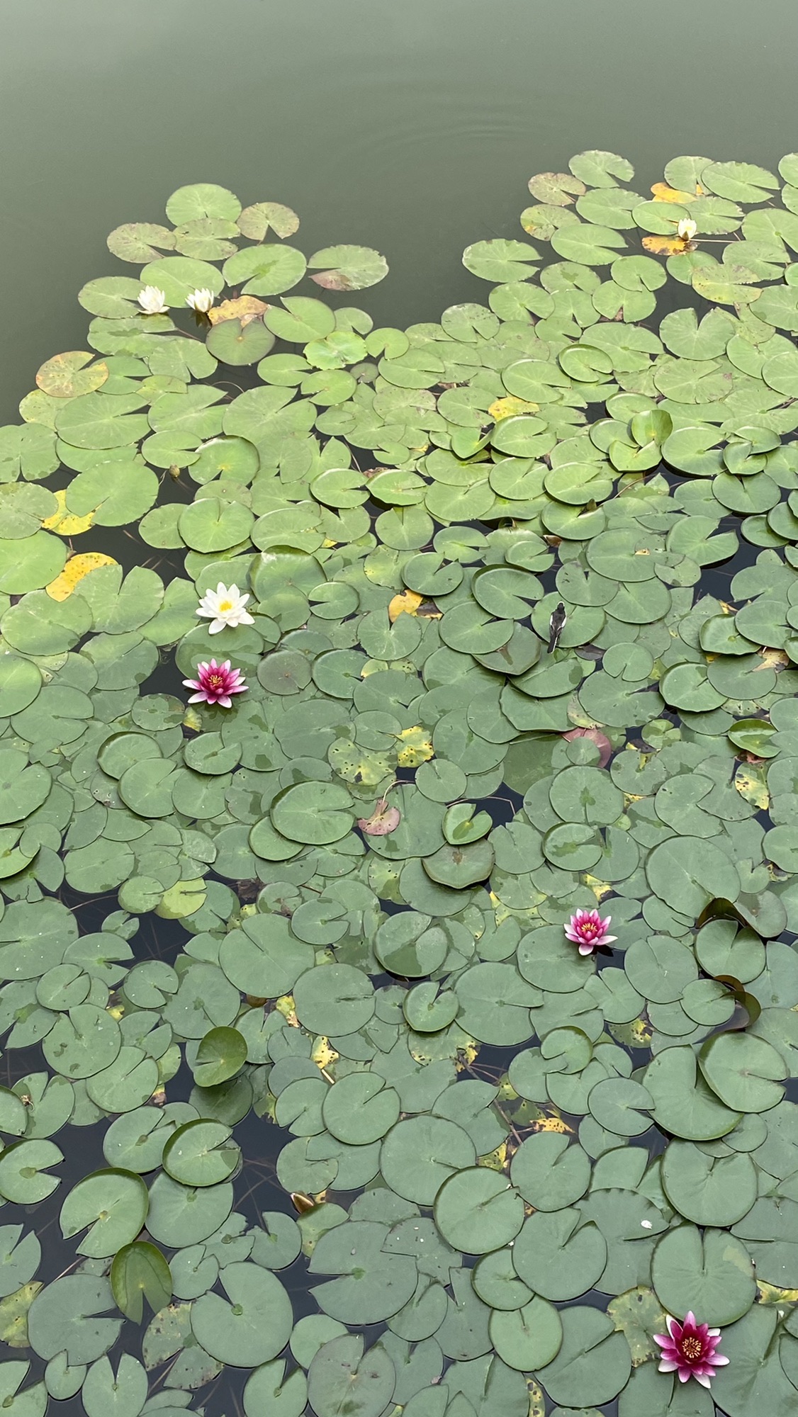 金松湖城市生态公园旅行图片 2