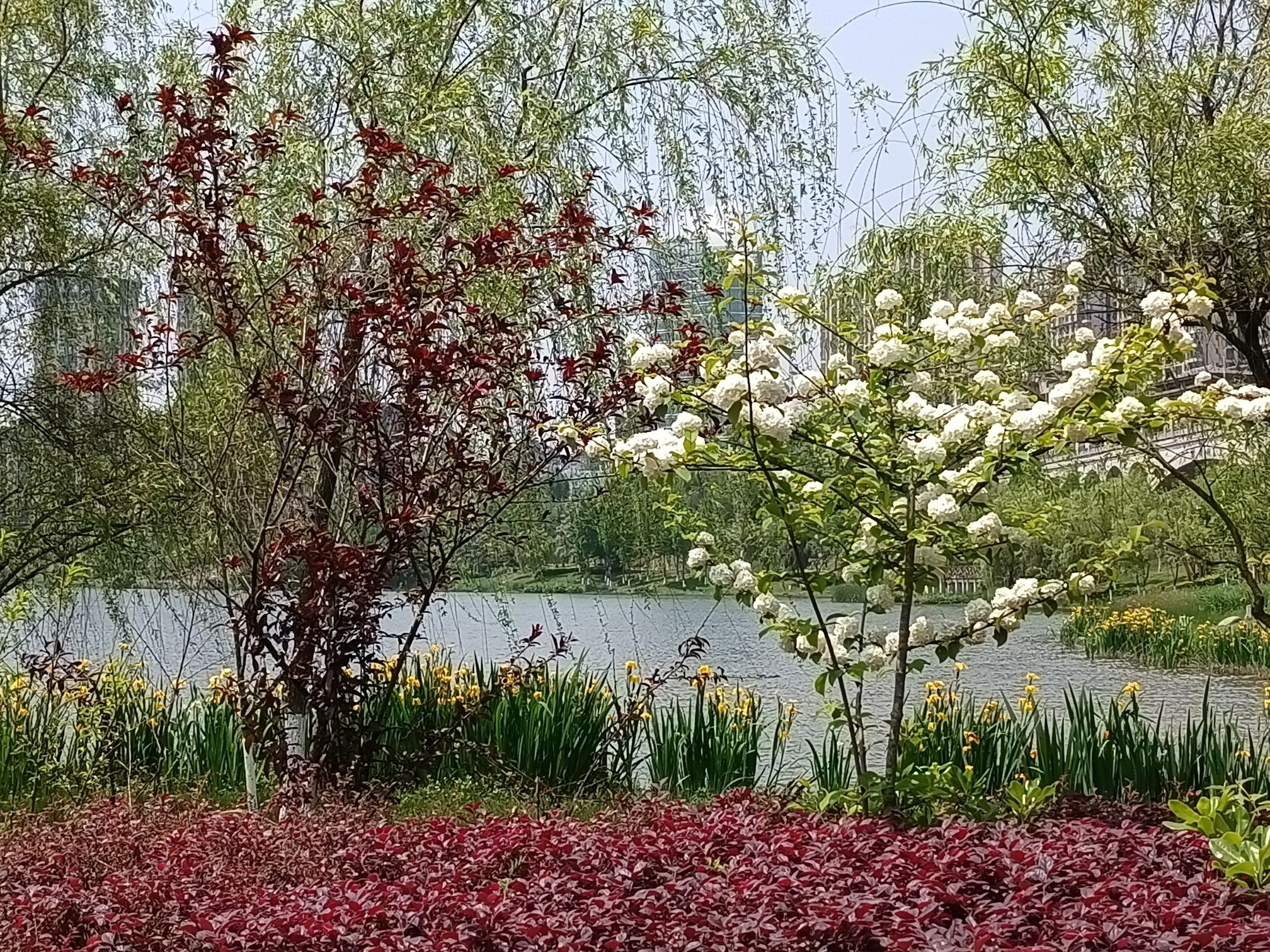 金松湖城市生态公园旅行图片 3