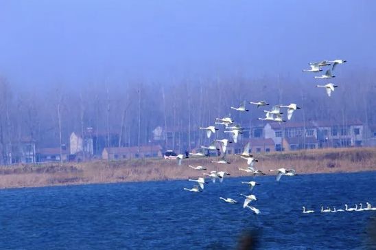 民权县湿地公园旅行图片 2
