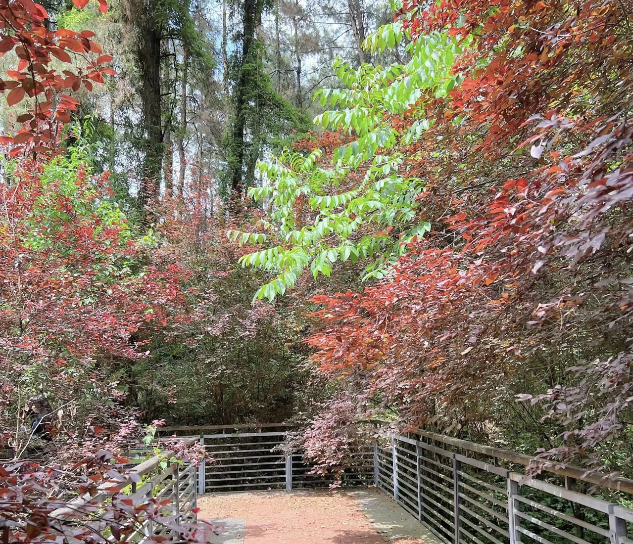 莲花山公园旅行图片 3