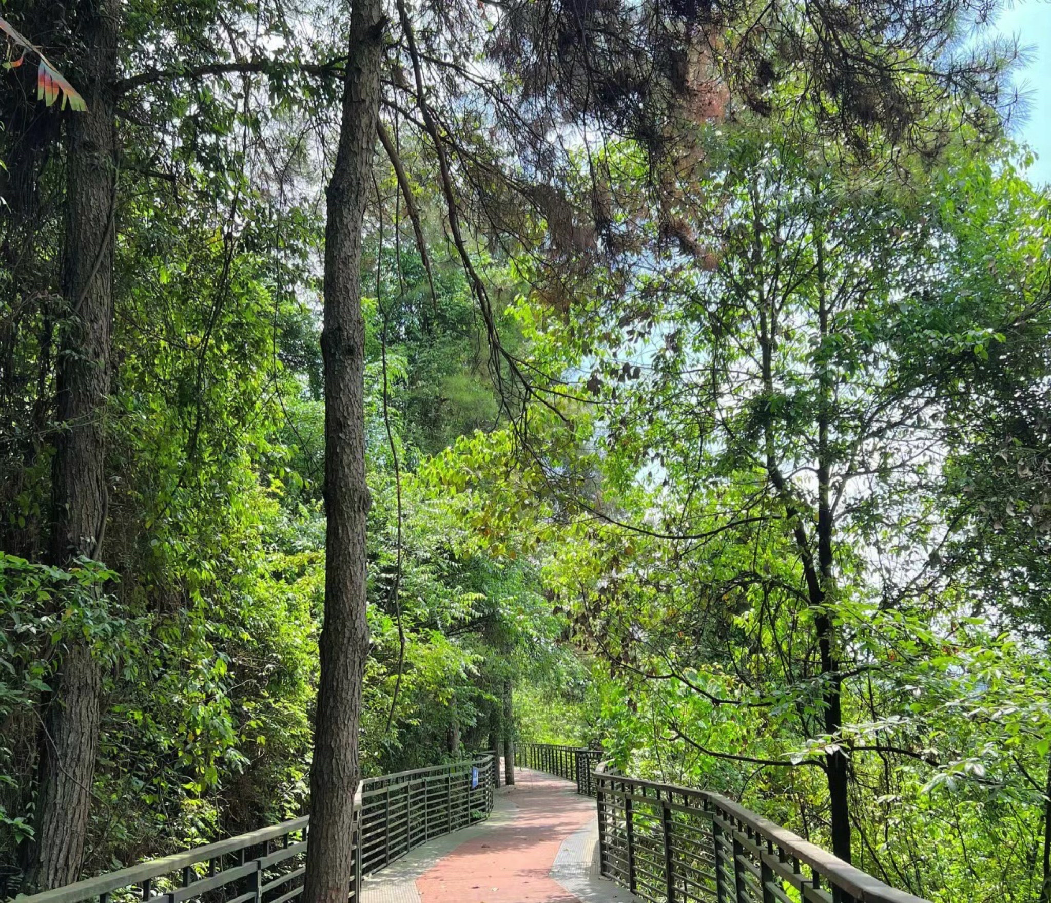 莲花山公园旅行图片 1