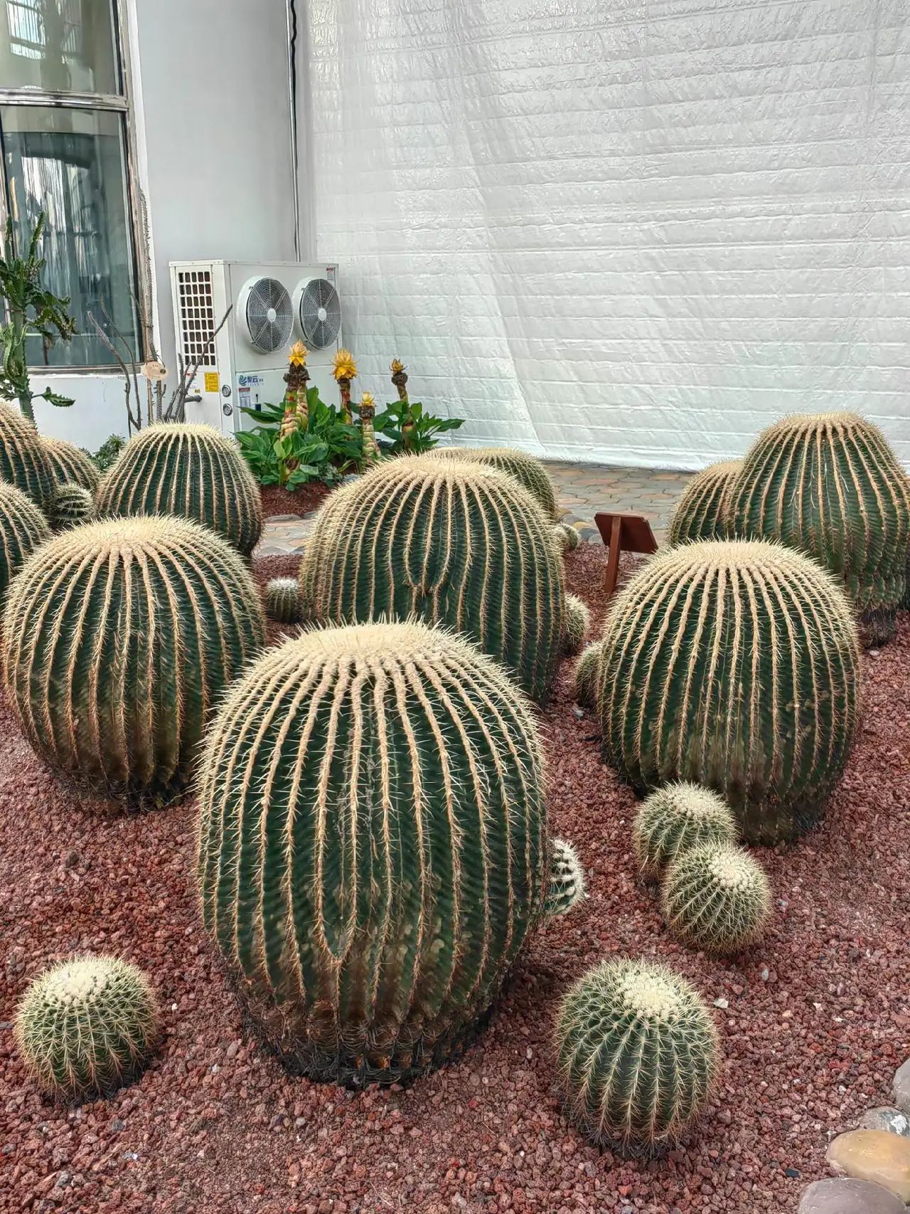 开沙岛旅行图片 3