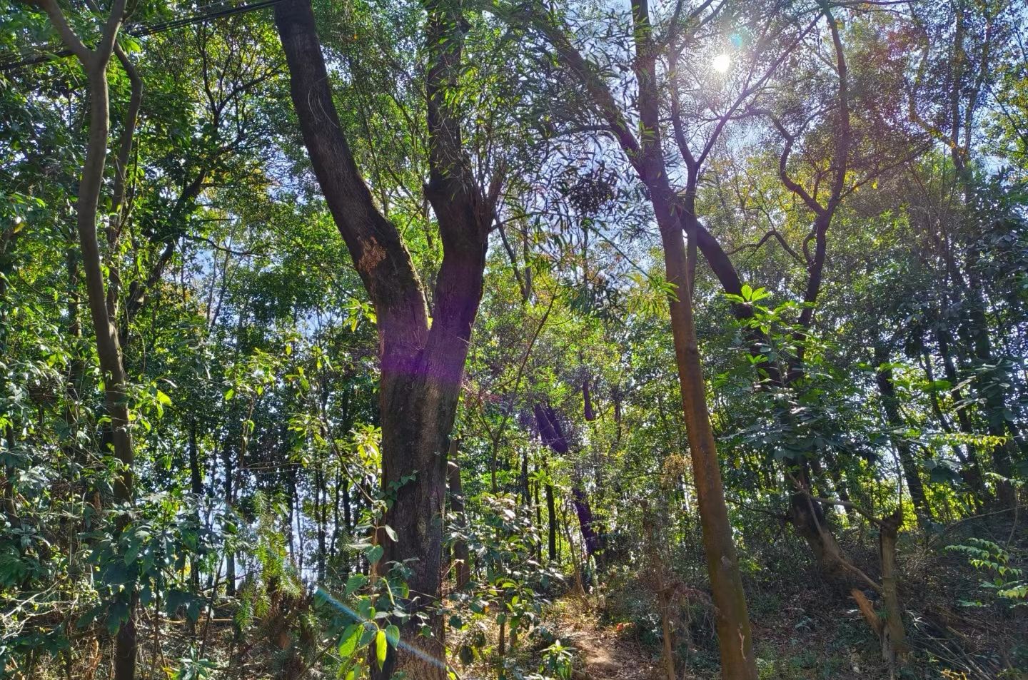 观音山公园旅行图片 3