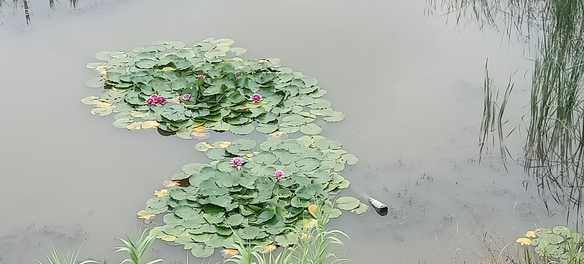溢泉湖度假村植物园旅行图片 3