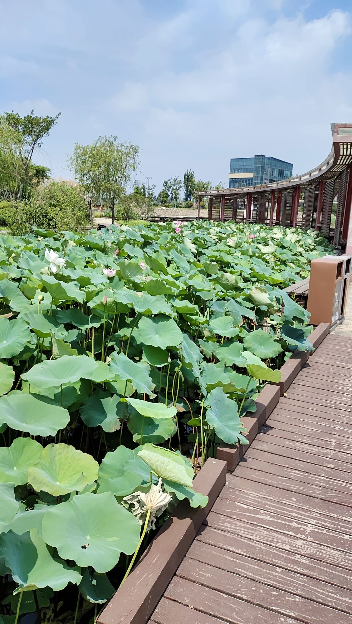 月湖公园旅行图片 3