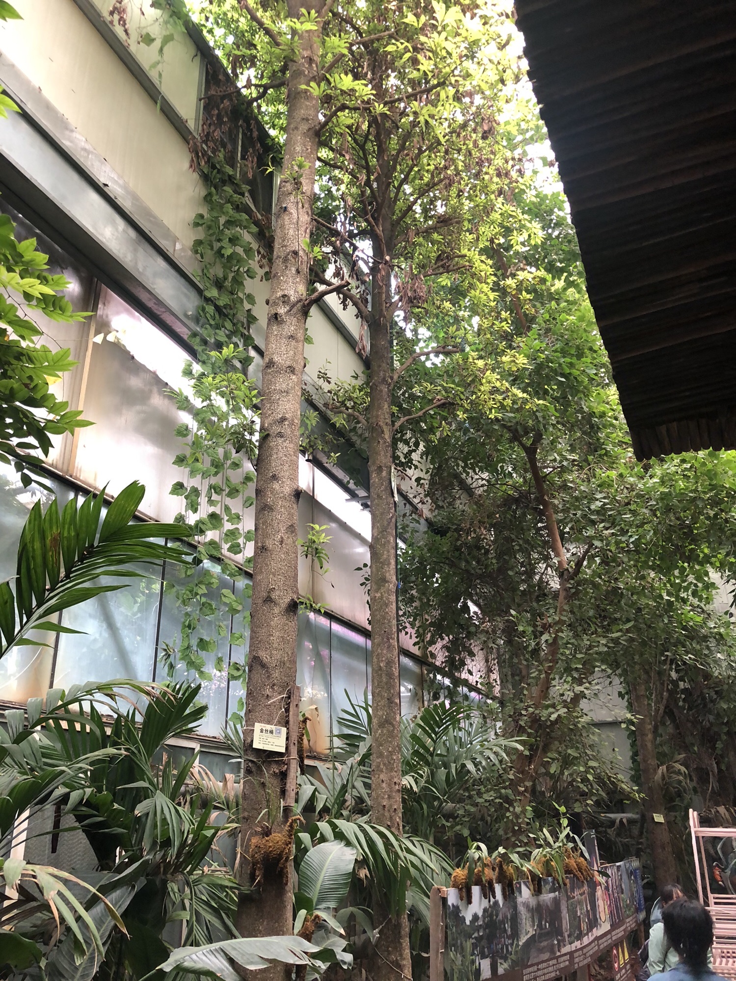 呀路古热带植物园·恐龙馆