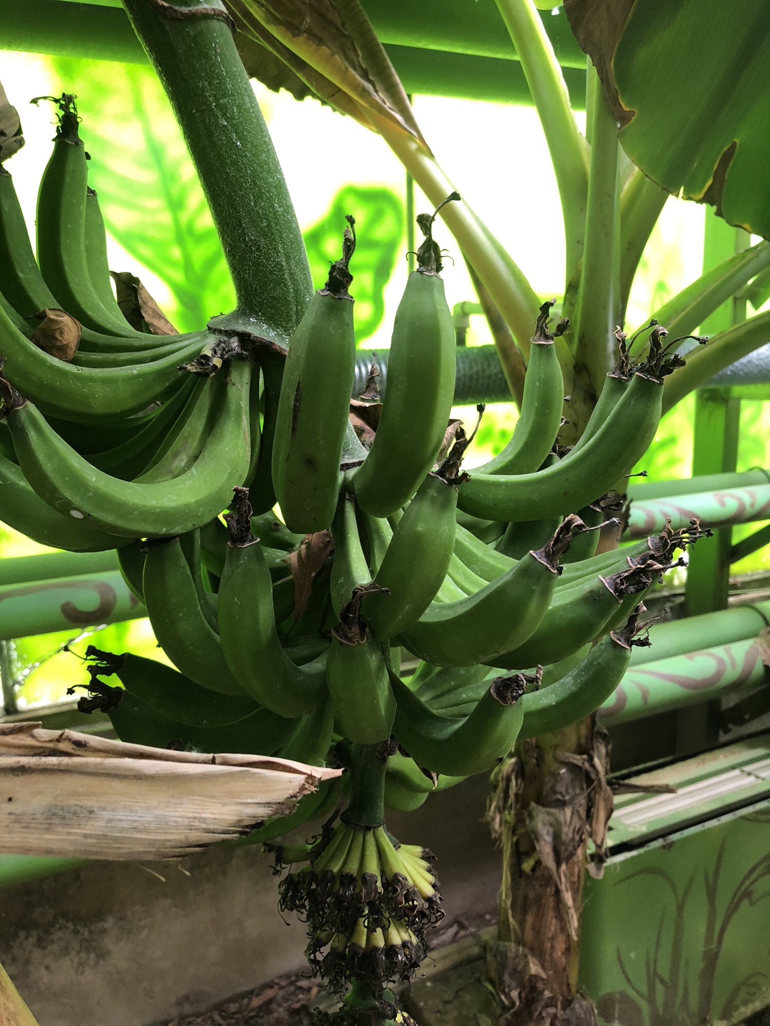 呀路古热带植物园·恐龙馆