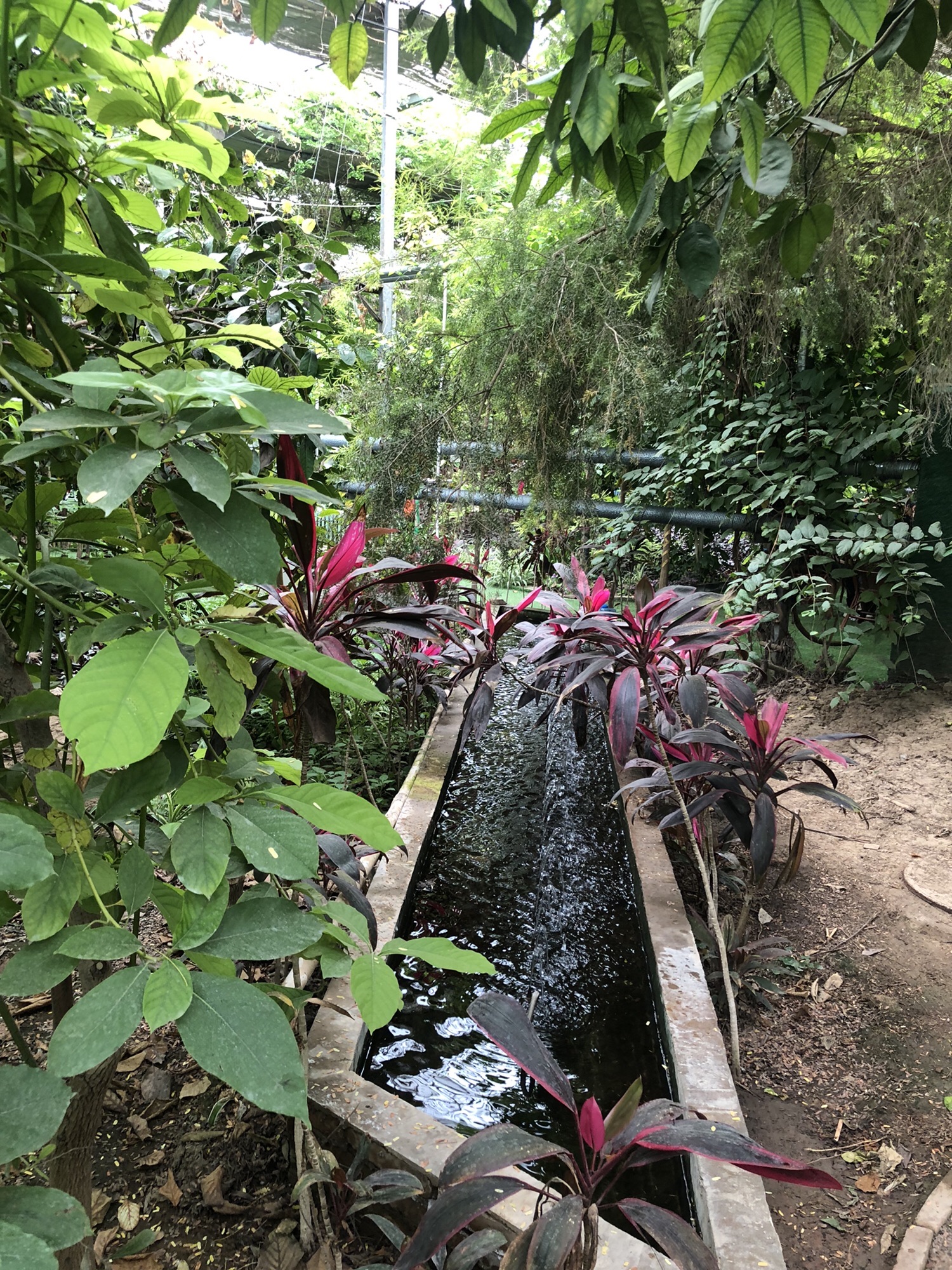 呀路古热带植物园·恐龙馆