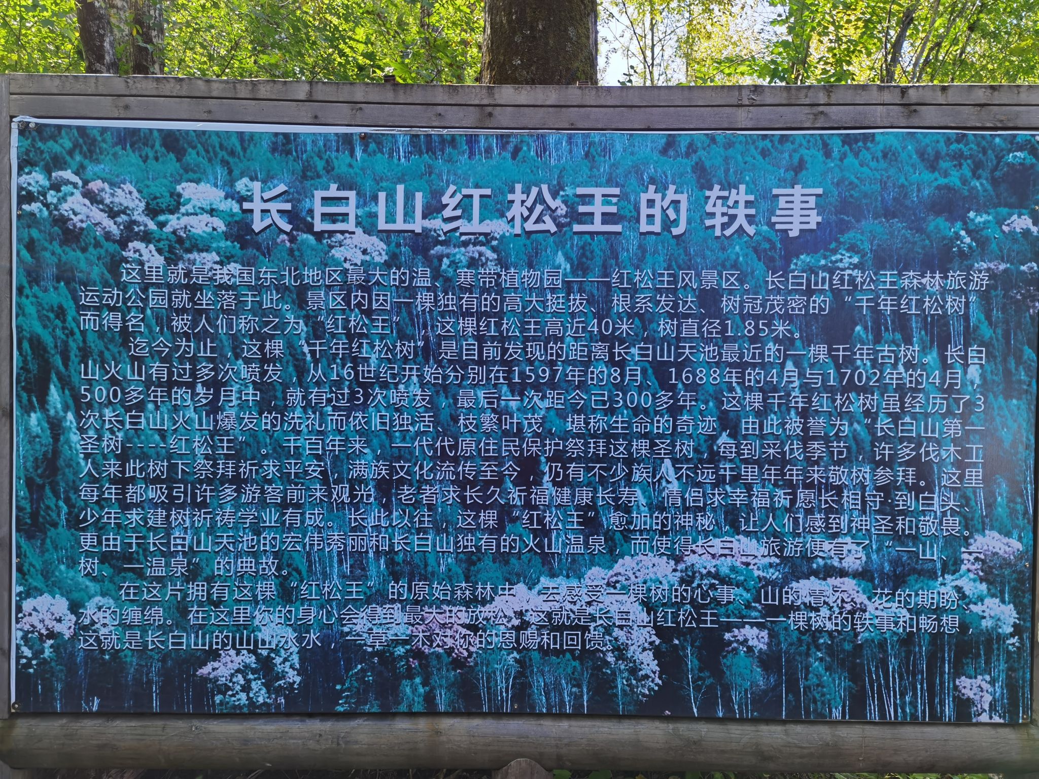 红松王景区旅行图片 1
