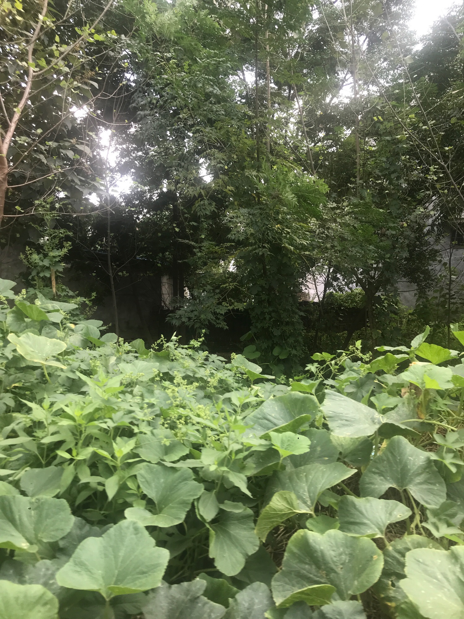 青谷堆寺旅行图片 1