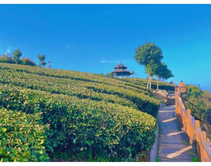 九龙亭(九龙茶峰)旅行图片 2