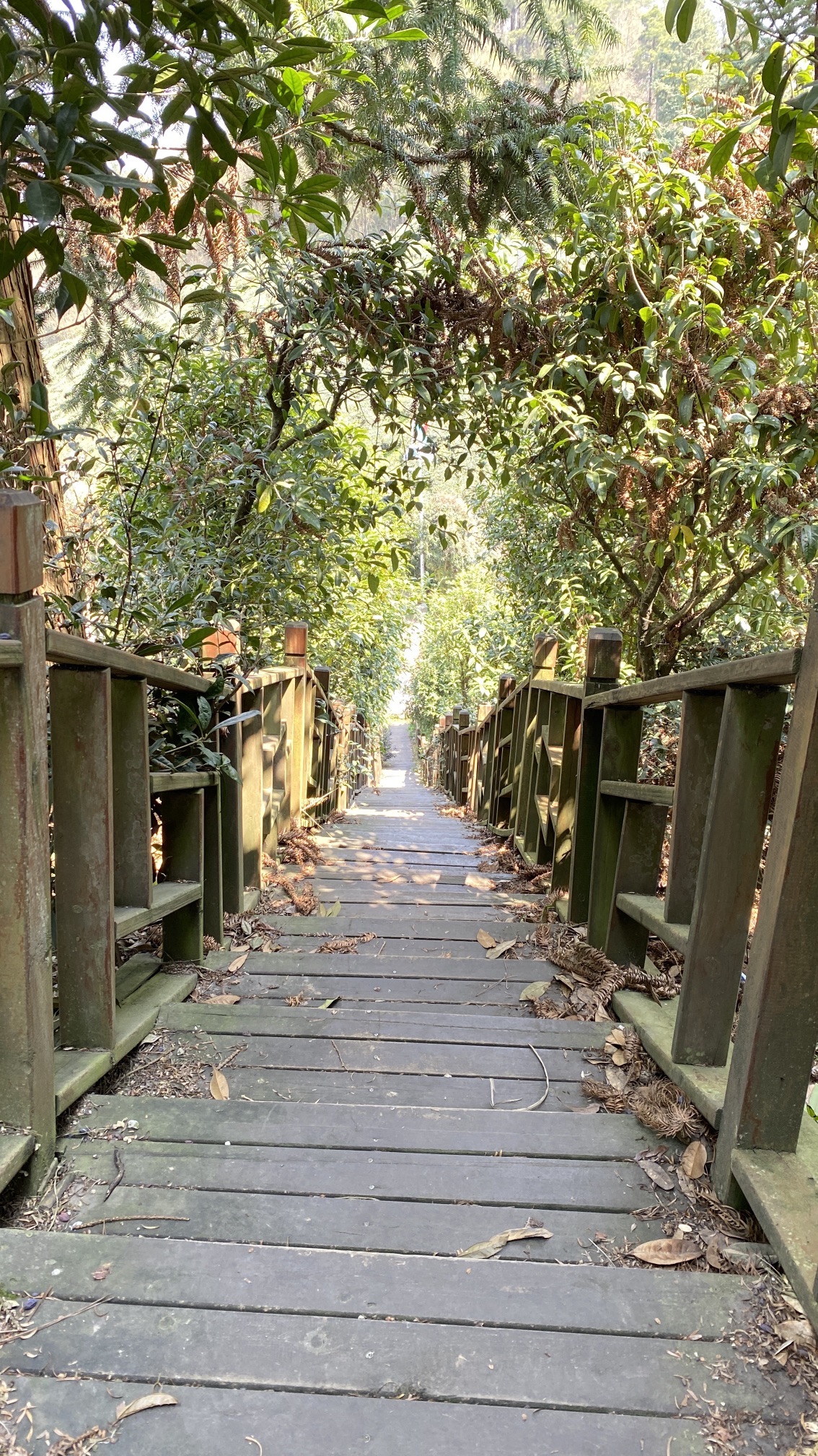 九龙亭(九龙茶峰)旅行图片 3
