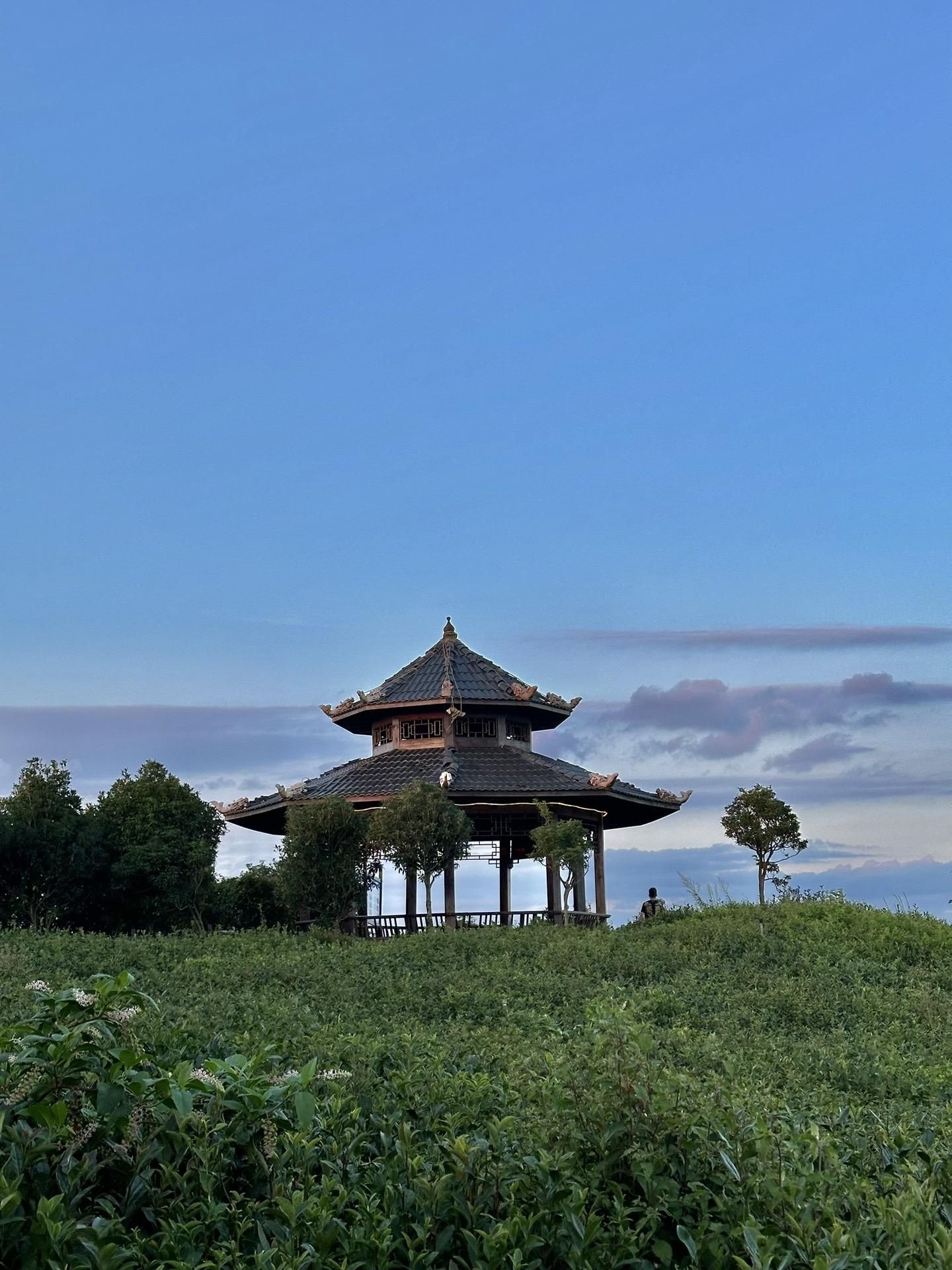 九龙亭(九龙茶峰)旅行图片 1