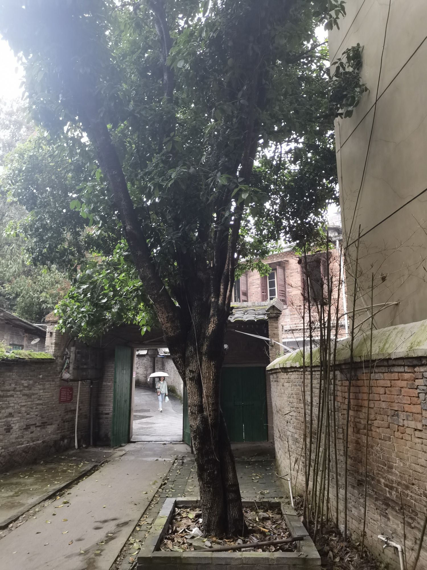 可园旅行图片 3