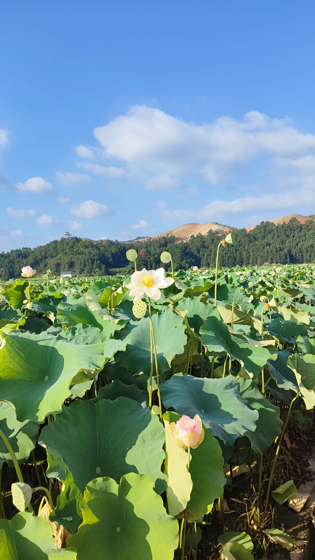 中国莲花第一村旅行图片 2