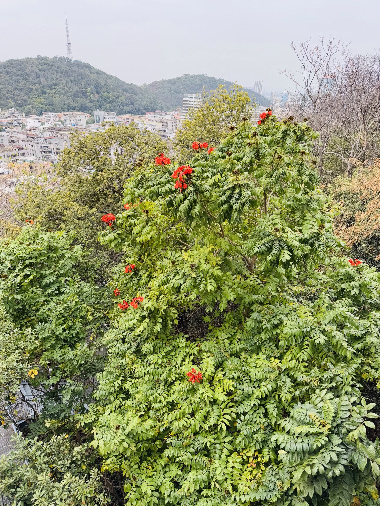 华盖山旅行图片 3