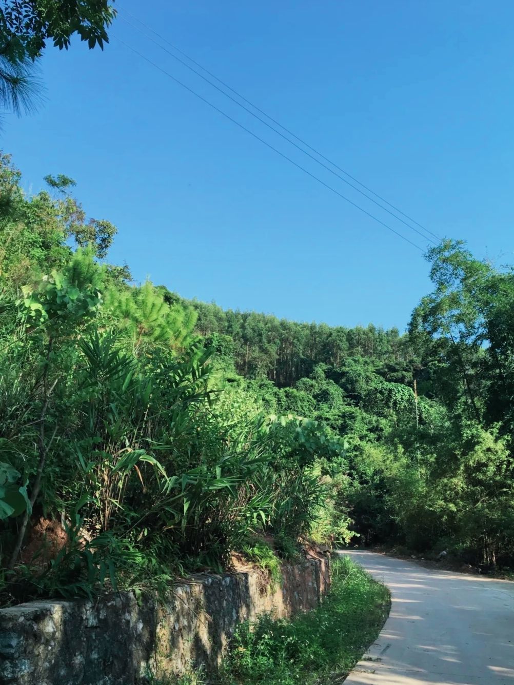 派阳山森林公园旅行图片 3