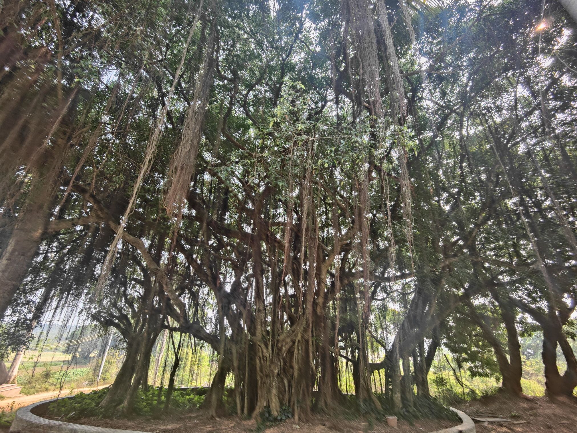 鲤鱼墩贝丘遗址旅行图片 2