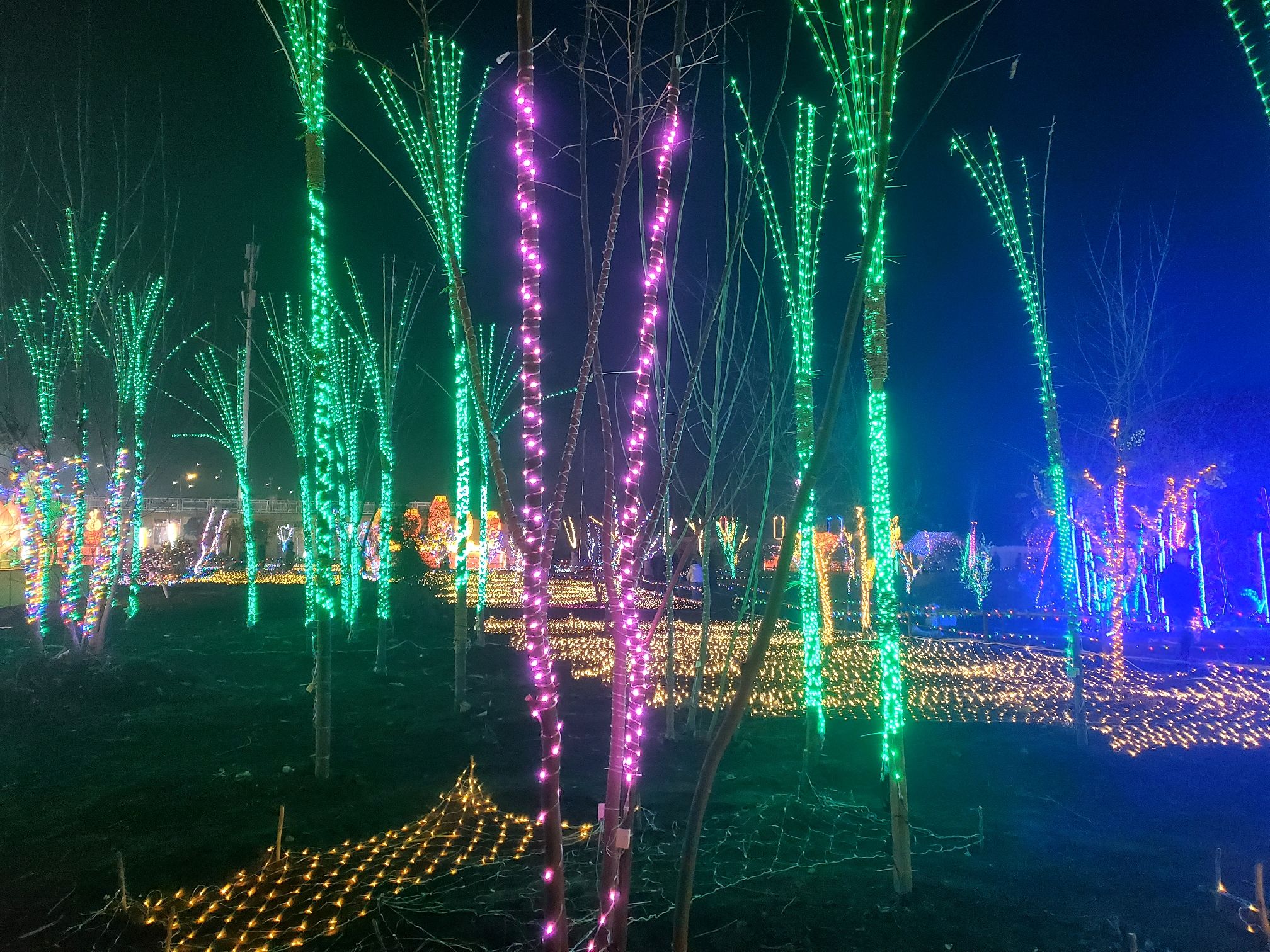 凤凰台植物公园旅行图片 1