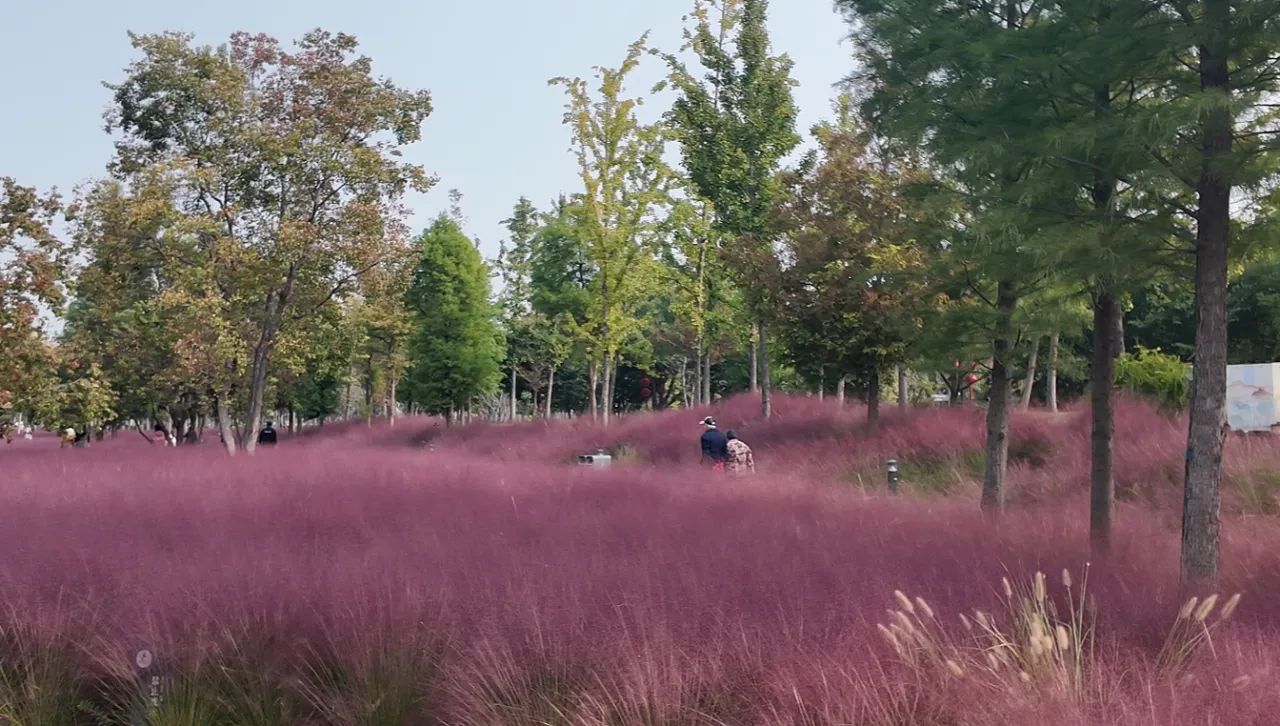 凤凰台植物公园旅行图片 2